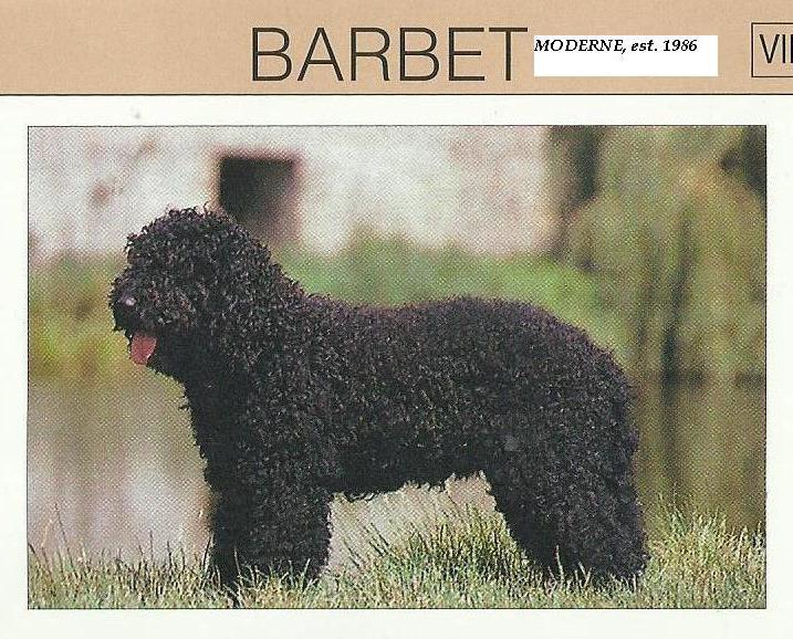 barbet poodle mix