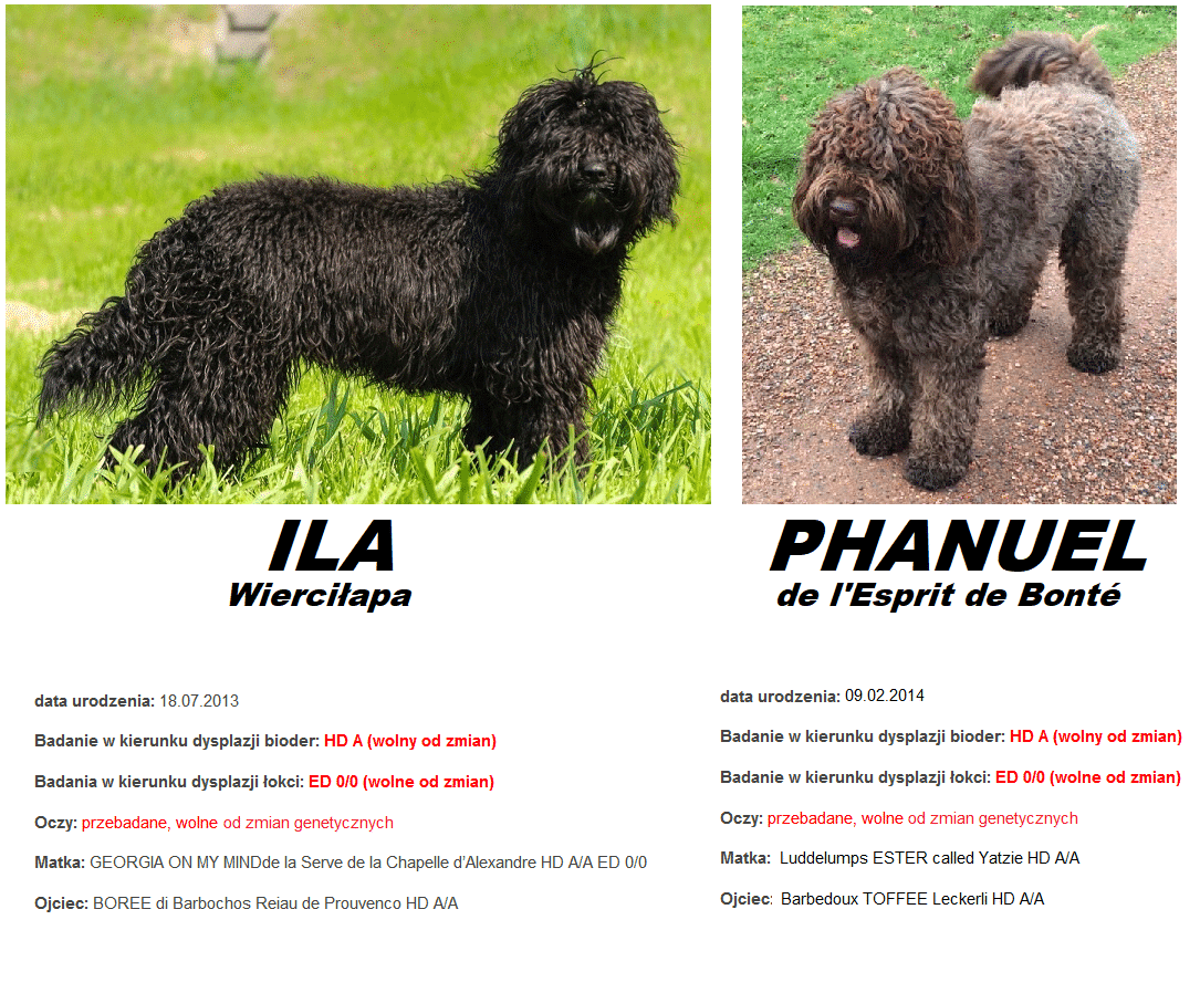 barbet-Puppies - planned litter"O" - autumn 2018 2 barbet-Puppies - planned litter"O" - autumn 2018 1